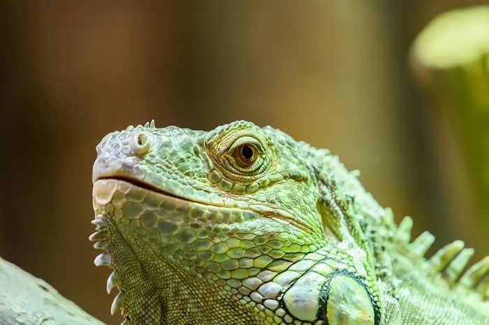 reptile