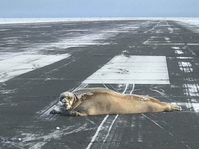 seal
