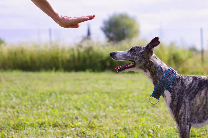 The owner commands her dog. Whippet trains the command to stay. Dog training outdoor.