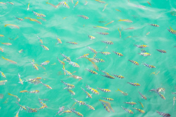 top view of colorful fish