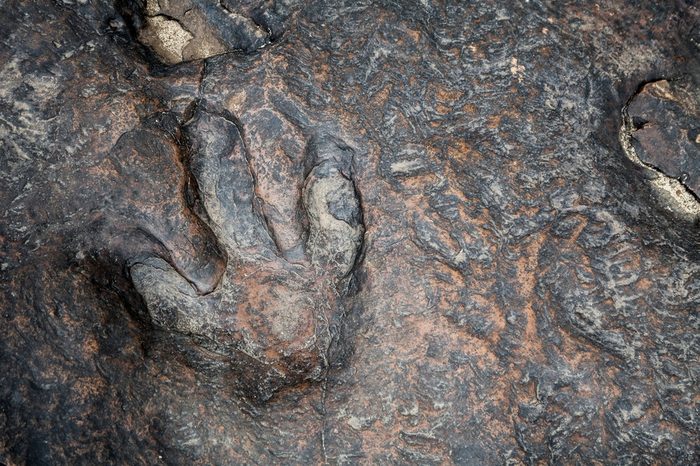 dinosaur footprints in kalasin, thailand