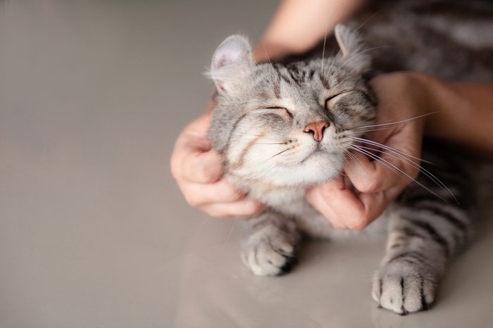 happy cat lovely comfortable sleeping by the woman stroking hand grip at . love to animals concept .