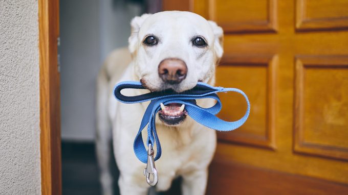 If You Don’t Clean Your Dog’s Leash, This Will Convince You to Start