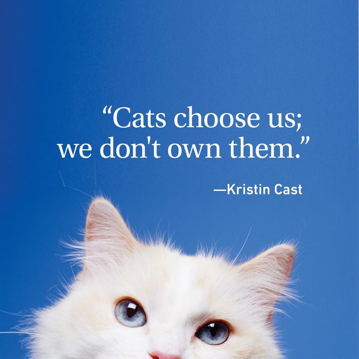 25 Cat Quotes Every Cat Owner Can Appreciate