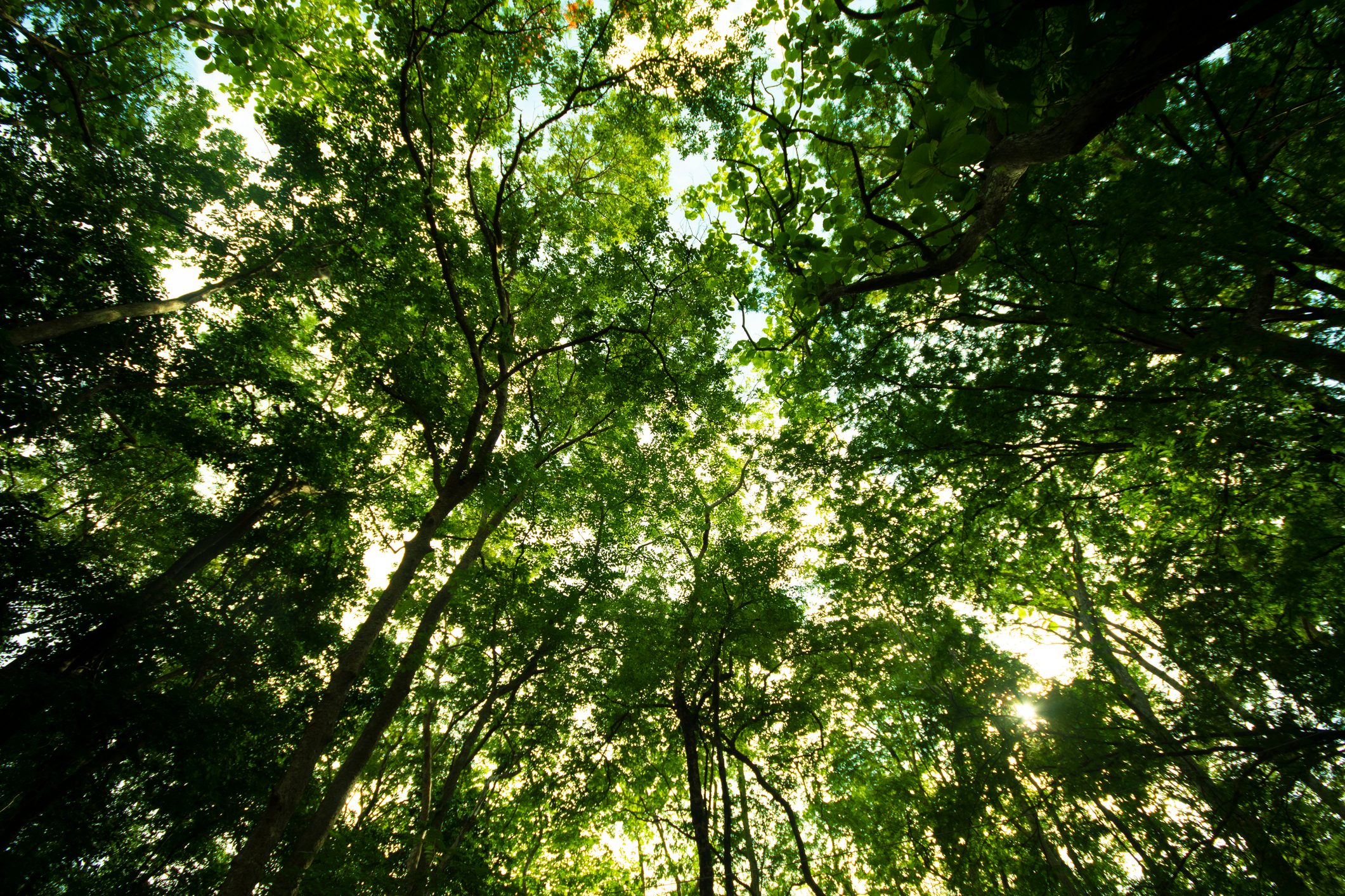 Tropical rain forest background.