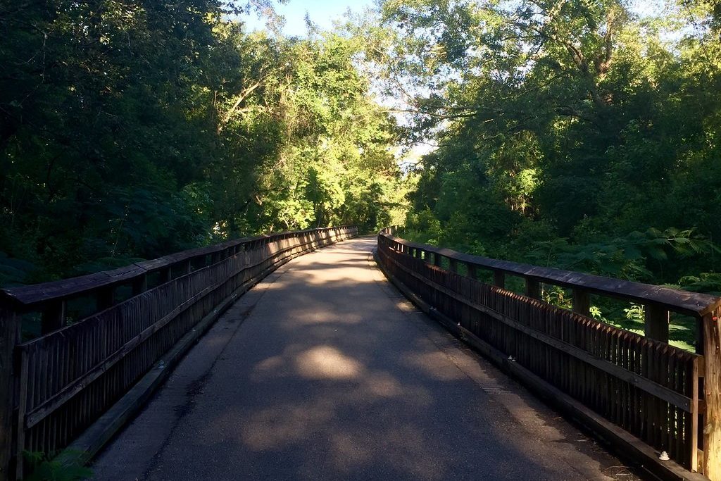 Bike trail in woods