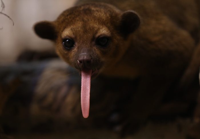 Baby animals of Eskisehir Zoo