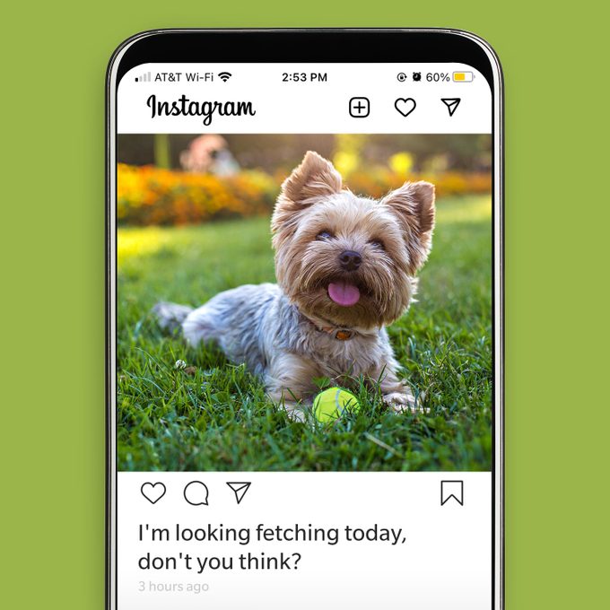 110+ Best Dog Instagram Captions for the Cutest Pics of Your Pup