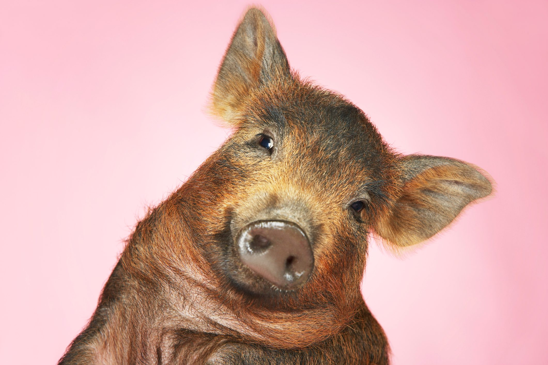 Piglet