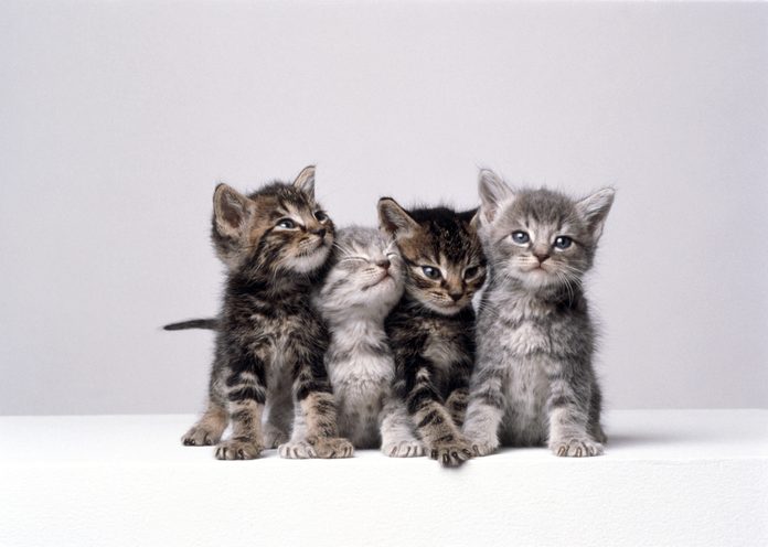 KITTENS