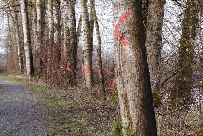 If You See Paint on Trees, This Is What It Means