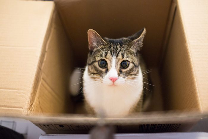 cat hanging out in a box
