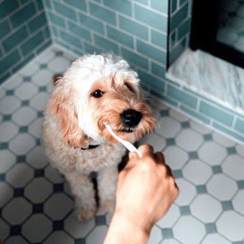 Failed to download image from https://f-cce-5629-v1.rdu.r.tmbi.com/wp-content/uploads/2022/04/dogs-brushing-teeth-GettyImages-1322177838.png. Image size exceeds the limit.