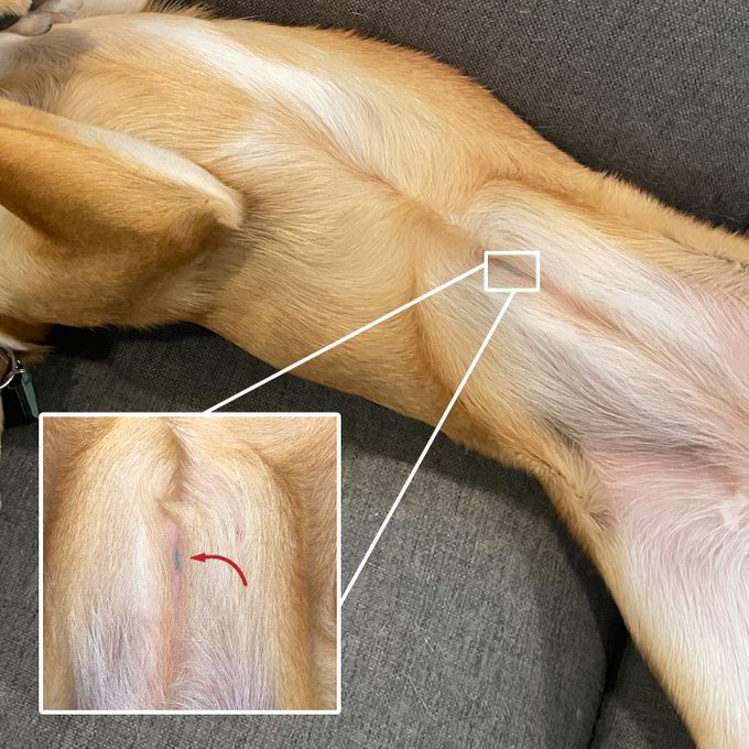 If You See a Tattoo on a Dog, This Is What It Means