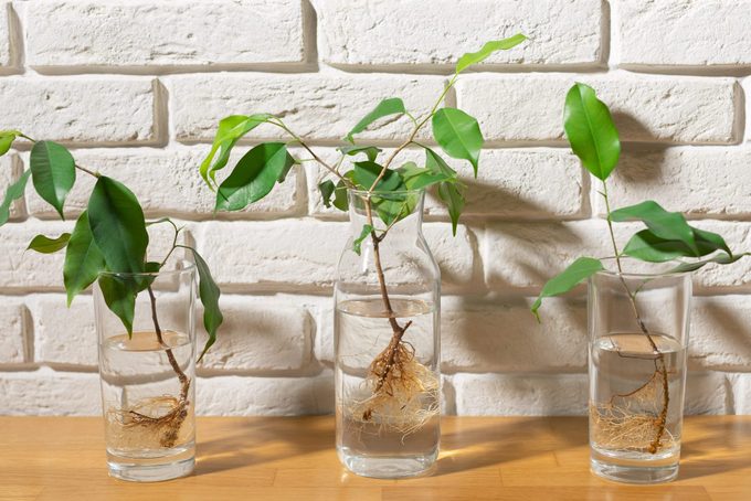 How to Propagate Houseplants