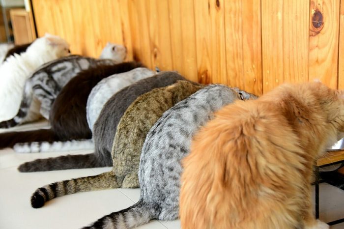 These Are the 12 Rarest Cat Colors and Patterns