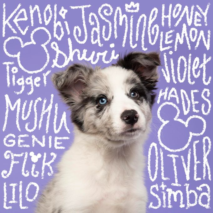 184 Magical Disney-Inspired Names for Your Dog