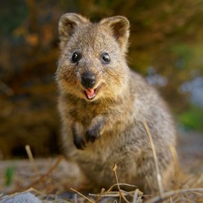 A quokka stands smiling in a natural setting, surrounded by blurred foliage and grass.