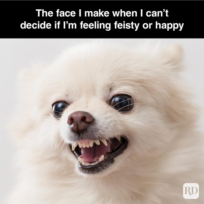 40 Smiling Dog Memes That Will Make Everything Better On A Bad Day