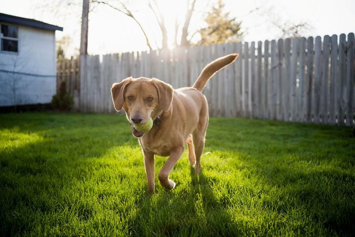 11 Shockingly Common Backyard Dangers for Dogs