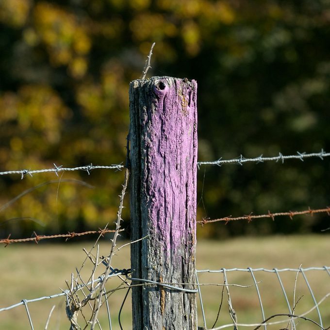 Here’s What It Means If You See Purple Paint on a Fence or Tree