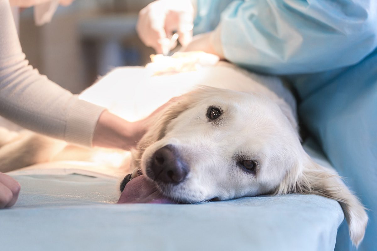 veterinarian operating on a dog